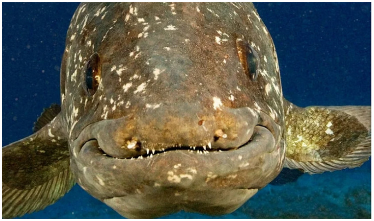 Inkhabar