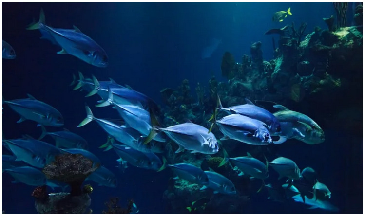 Coelacanth Fish: जानें100 साल तक जिंदा रहने वाली मछली Coelacanth के बारे में,पांच साल तक गर्भ धारण करने के बाद देती है जन्म