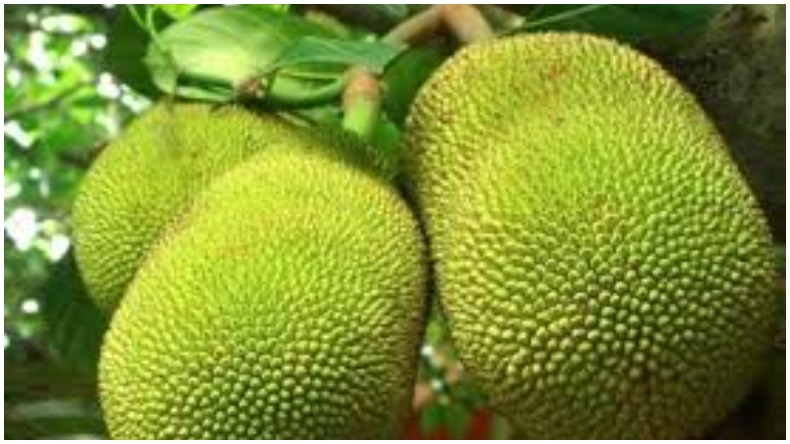 हेल्थ टिप्स: मोटापा कम करना है?, खाए इस आटे की रोटी..