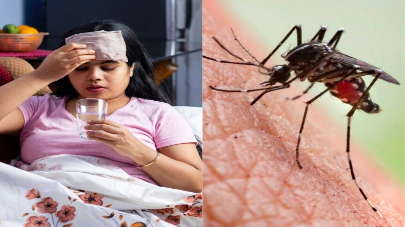 Mosquito Threats: डेंगू के अलावा भी मंडराता खतरा, जरुरी है बचाव