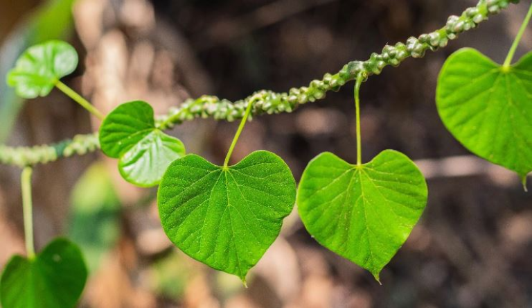 Health Tips: आपका वजन दूध पीकर भी हो जाएगा कम, जानिए कैसे पीना चाहिए दूध