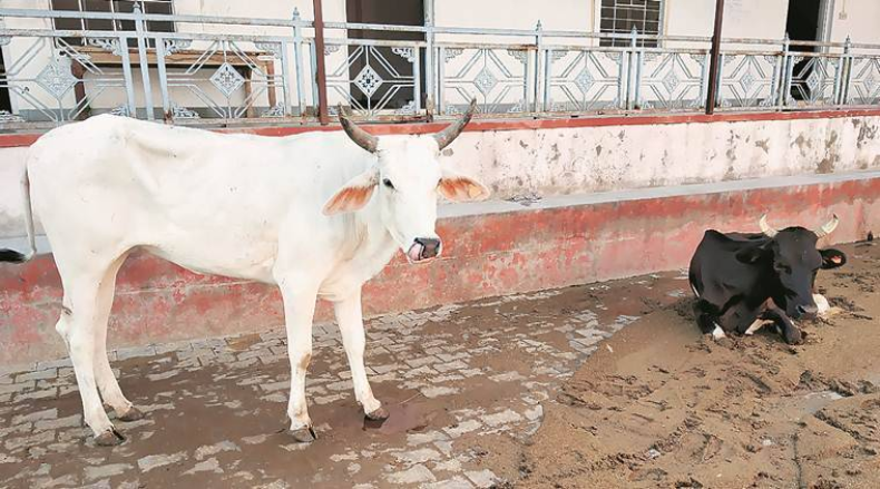 गर्भवती महिला के साथ पहले गैंगरेप फिर गर्भपात, भ्रूण लेकर SSP ऑफिस पहुंची सास