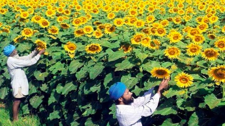 झमाझम बारिश से किसानों को नुकसान, ओले से खेतों में गिर गई गेहूं की फसल