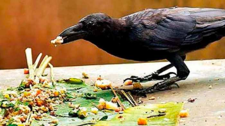 पितृ पक्ष में कौवों को भोजन कराना क्यों महत्वपूर्ण है? जानिए सबकुछ