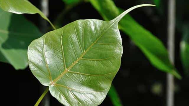 इस दिवाली घर में वास्तु के हिसाब से जलाएं दीये, पूरे साल होती रहेगी धनवर्षा, मां लक्ष्मी का होगा बसेरा
