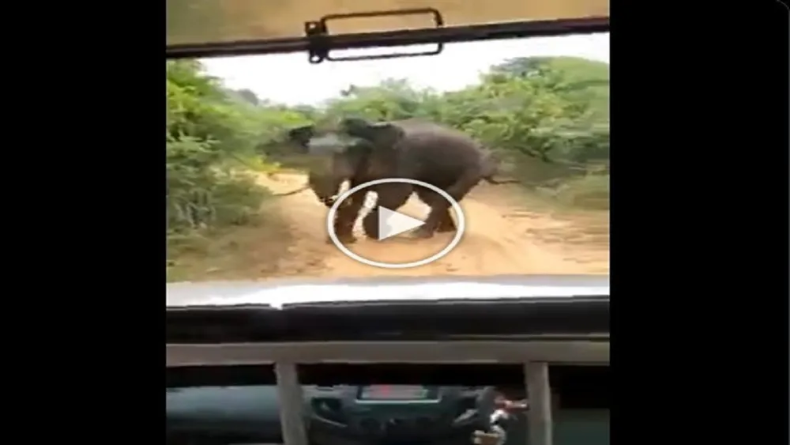 Video: लकड़बग्घा दो शेरनियों के सामने आकर खड़ा हो गया, फिर जो हुआ, यकीन नहीं होगा