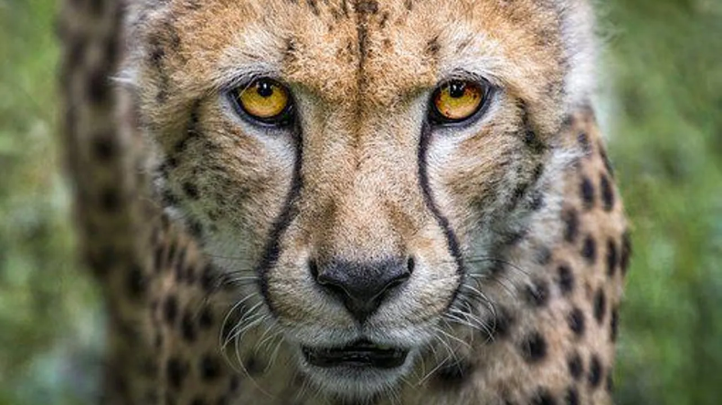 Cheetah in India:एमपी का कूनो पार्क ही क्यों चुना गया चीतों के लिए ? इसके पीछे यह है बड़ी वजह