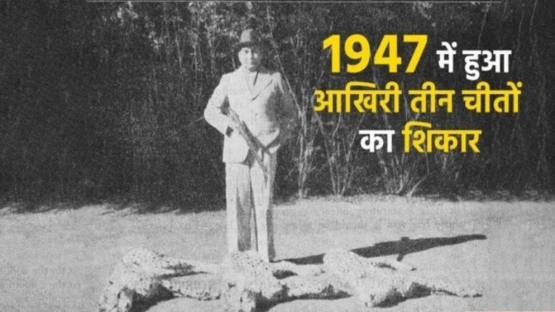 इस राजा ने किया आखिरी तीन चीतों का शिकार, जानिए भारतीय चीतों की कहानी