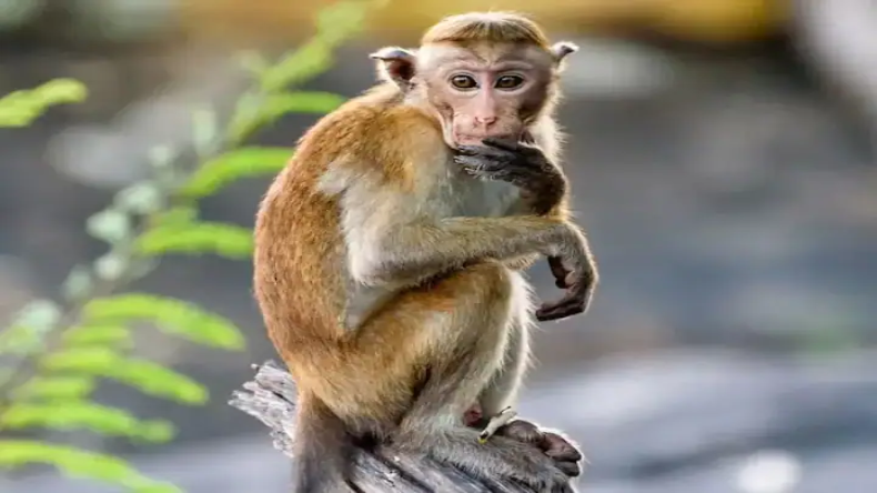 इंसान तो छोड़ो बरेली में 5 बंदरों के साथ हुई हैवानियत, दुकानदारों ने ही किया ऐसा घिनौना काम, सुन कानों से निकलने लगेगा खून