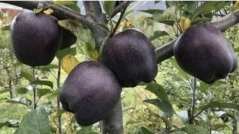 भारत में बढ़ने वाला है एप्पल का प्रोडक्शन, चीन के ऊपर थी प्रधानता