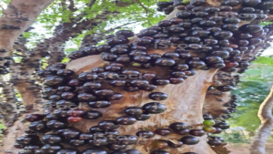 Inkhabar