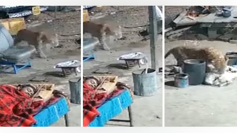 Watch: लड़की ने अनोखे अंदाज में किया बॉयफ्रेंड से ब्रेकअप, वायरल हुआ मम्मी-पापा का रिएक्शन