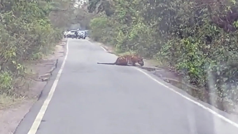 Video: लकड़बग्घा दो शेरनियों के सामने आकर खड़ा हो गया, फिर जो हुआ, यकीन नहीं होगा