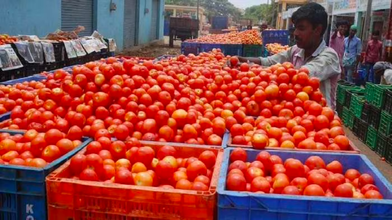 Delhi Tomato Price: दिल्ली में आसमान छू रहीं हैं टमाटर की कीमतें, वजह जान चौंक जाएंगे