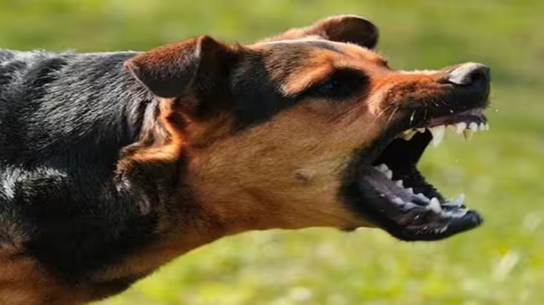 मध्य प्रदेश: इंदौर में रामलला के प्राण-प्रतिष्ठा की धूम, शिलान्यास के दिन मनाई जाएगी राम दिवाली