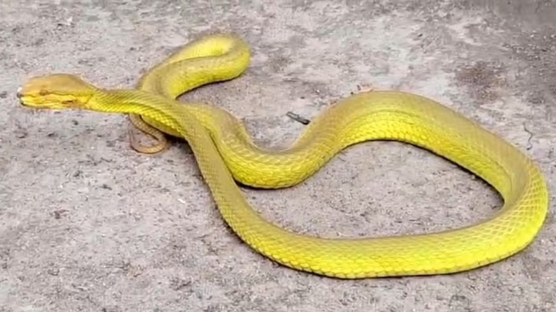 रामनगर में बिजली कटौती को लेकर ग्रामीणों का गुस्सा, बिजली दफ्तर में लगाया ताला