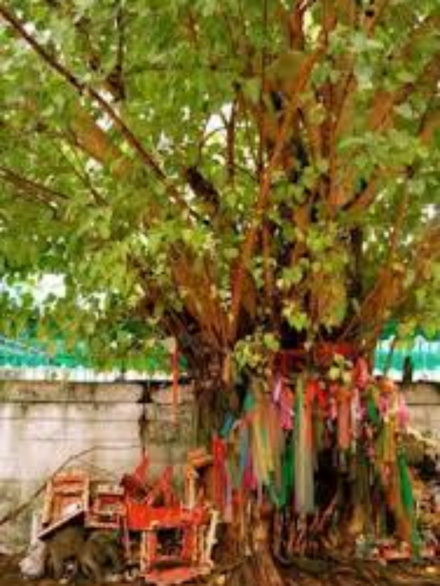 शनिवार के दिन क्यों जलाया जाता है पीपल के पेड़ के नीचे दीपक?