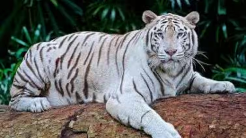 देहरादून में दर्दनाक सड़क हादसा, 6 लोगों की मौत, एक गंभीर रूप से घायल