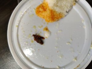 भोपाल में शख्स की थाली में निकला कॉकरोच, दर्ज कराई शिकायत, पुलिस ने रेस्टोरेंट मालिक पर की कार्रवाई