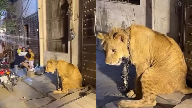 बब्बर शेर को प्यार से लगाया गले, बेखौफ होकर चुमा…. देखकर दंग रह जाएंगे