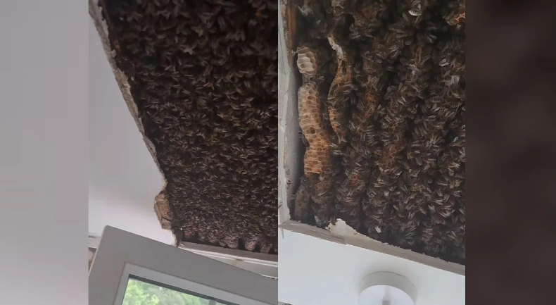 VIDEO: ये कैसा फैशन…दर्जनो मछलियों से बना ड्रेस पहनकर इन्फ्लुएंसर ने बनाया वीडियो, देखकर लोगों ने पकड़ा माथा