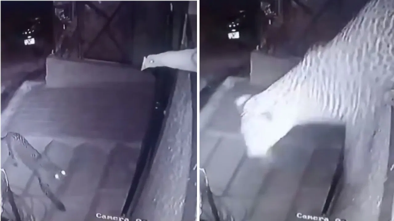 घर में दबें पांव घुसा तेंदुआ, 10 फीट ऊंची दीवार पर बैठी मुर्गी को कुछ इस प्रकार से दबोचा