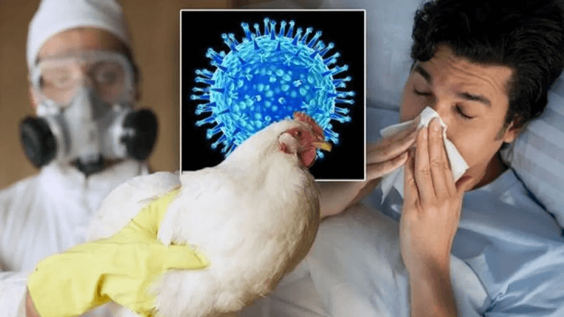 Bird Flu Virus: इंसानों के लिए बेहद खतरनाक और मौत का हो सकता है खतरा?
