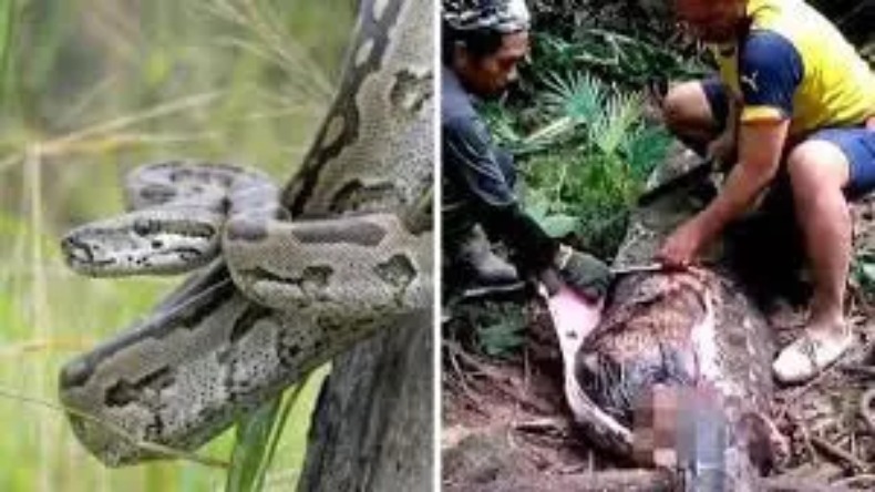Video: लगी तेज भूख तो शख्स ने पहले हल्दी नमक लगाकर पकाया सांप, फिर यूं खाया!