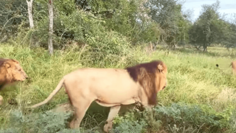 Video: लकड़बग्घा दो शेरनियों के सामने आकर खड़ा हो गया, फिर जो हुआ, यकीन नहीं होगा