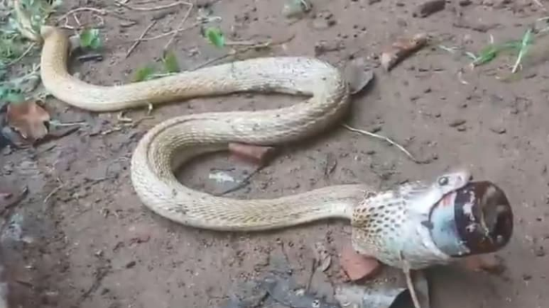 Video: लगी तेज भूख तो शख्स ने पहले हल्दी नमक लगाकर पकाया सांप, फिर यूं खाया!