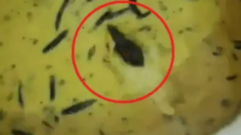 मेस के खाने में मिला जिंदा चूहा, बौखलाए स्टूडेंट्स ने शेयर किया वीडियो