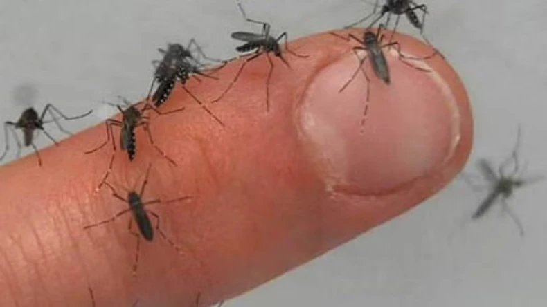 लाइम रोग से हो जाएं सावधान मौत की वजह दर्द !