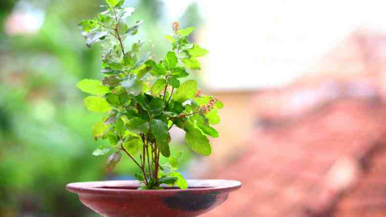 रोजाना खाली पेट तुलसी के पत्ते खाने से शरीर में क्या होता है? जानें सबकुछ