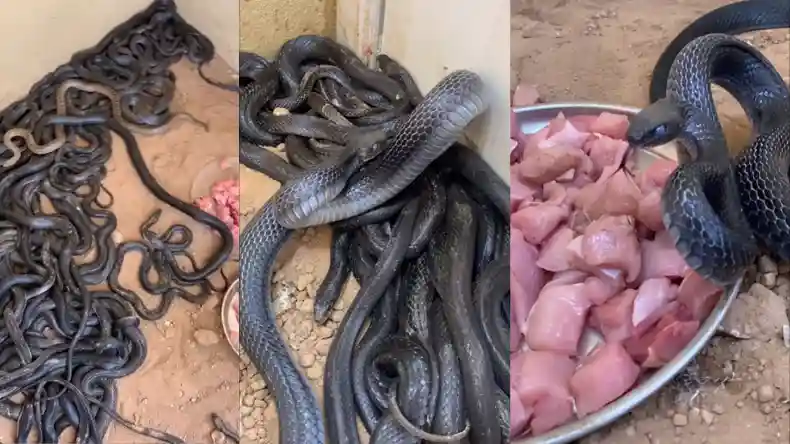 कार की छत पर डांस कर रहा था शख्स, हाथ में थी शराब की बोतल, वीडियो वायरल…