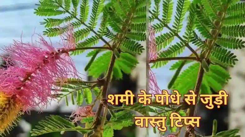 Vastu Tips: किचन में इन चीजों के होने से आती है दरिद्रता, जानिए कैसे करें बचाव