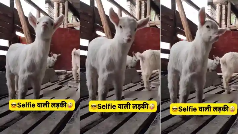 70 वर्षीय मुस्लिम शख्स अपनी बेटी को दे बैठा दिल, शादी का वीडियो देखकर लोगों में जगा आक्रोश