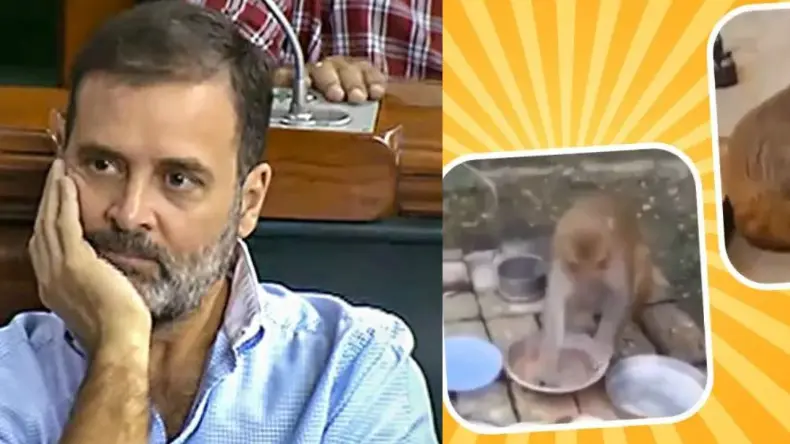 राहुल गांधी के नए संसदीय क्षेत्र की बंदरिया रानी हुई वायरल, देखें वीडियो में…