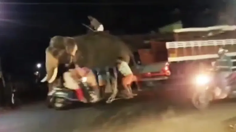 स्कूटी गर्ल ने सीधे हाथी को मारी टक्कर, देखकर आखें फटी की फटी रह जाएगी, देखें वीडियो