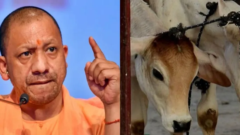 यूपी में 50 हजार गायें रोज कट रहीं, अखिलेश यादव ने खोली पोल