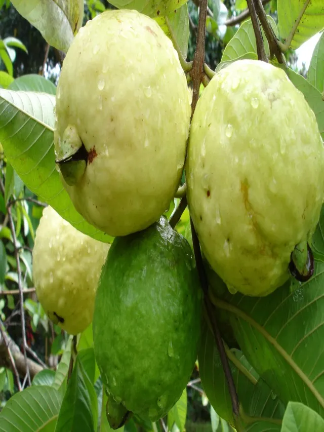 सर्दियों में जरूर खाएं अमरुद मिलेंगे कई फायदे