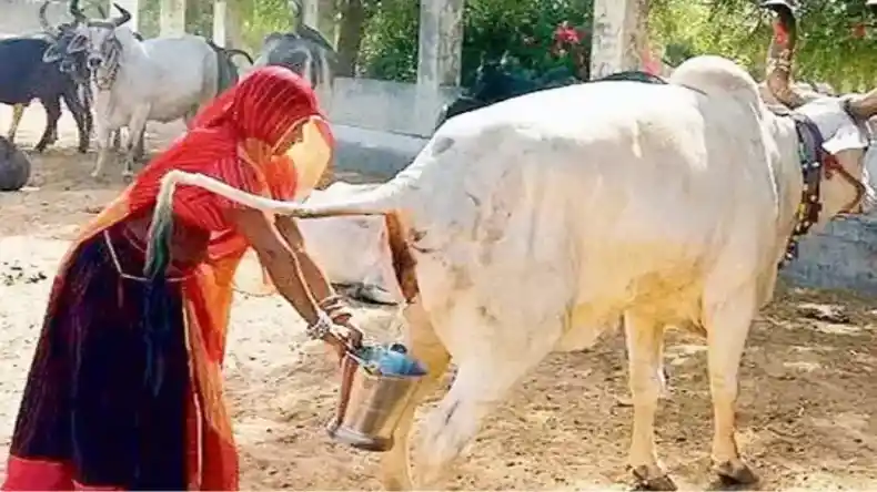 गोमूत्र बहुत अच्छा होता है, कांग्रेस नेता ने की आलोचना, आखिर ऐसी क्या बात है जाने यहां…