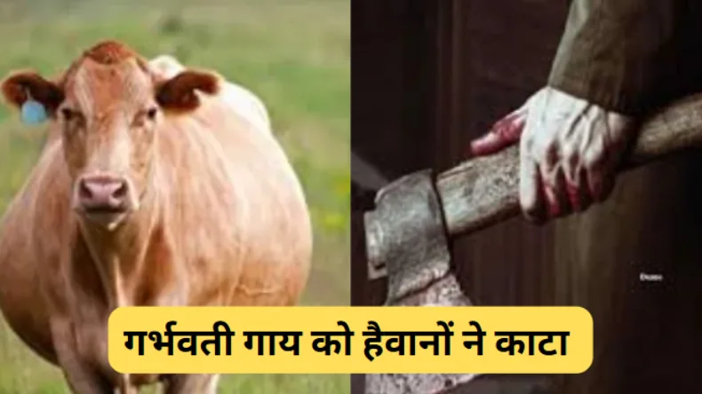 गर्भवती गाय के साथ हैवानियत, सिर धड़ से अलग कर काटे पैर, पैट को चीर कर भ्रूण के किए टुकड़े, सुनकर कांप जाएगी रूह