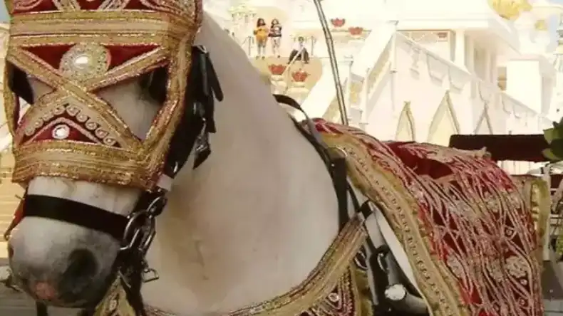 बारात में घोड़ी को आया गुस्सा, बच्चे को मारी लात, ऑन द स्पॉट हुई मौत