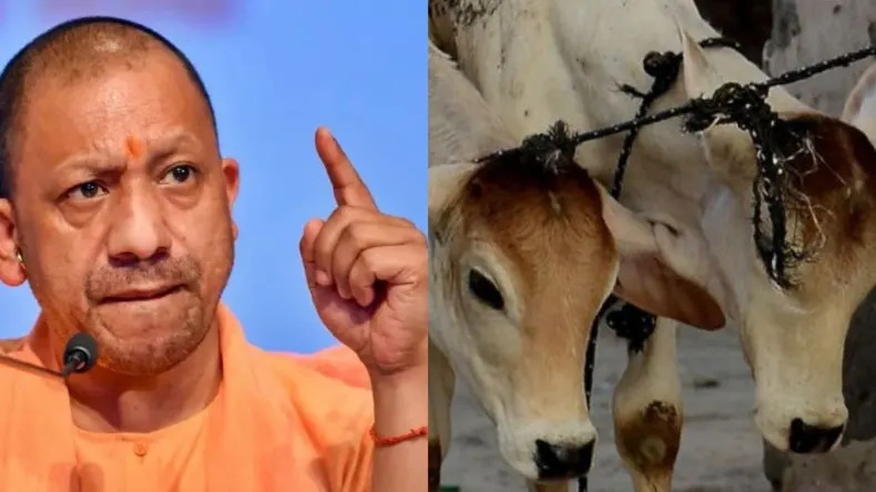 गाय काटने का लिया जा रहा है पैसा, BJP विधायक ने किया पर्दाफाश, योगी आदित्यनाथ का खुला…