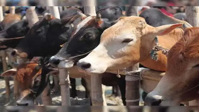दुनिया में इस जगह खाया जाता है सबसे ज्यादा बीफ, यह बात जरूर जान लें