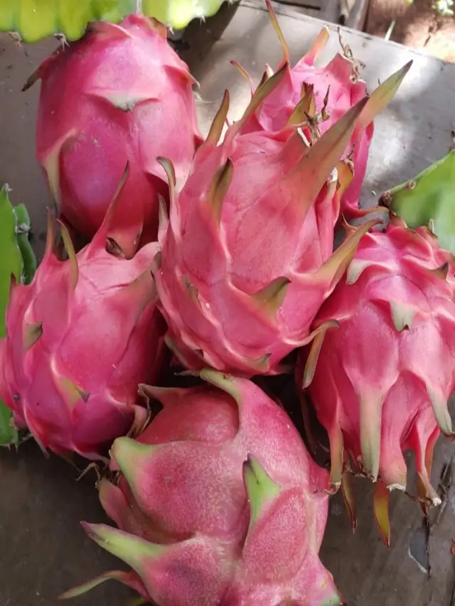 ये लोग भूलकर भी न खाएं ड्रैगन फ्रूट