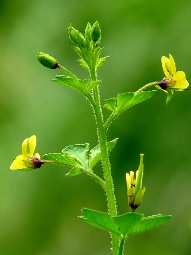 इस पेड़ की पत्तियों से दूर हो सकती है कईं बीमारियां