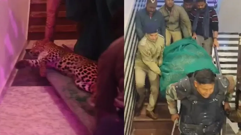 शादी समारोह में दूल्हे से पहले मारी तेंदुए ने एंट्री, मचा हड़कंप, वीडियो देख रह जाएंगे दंग
