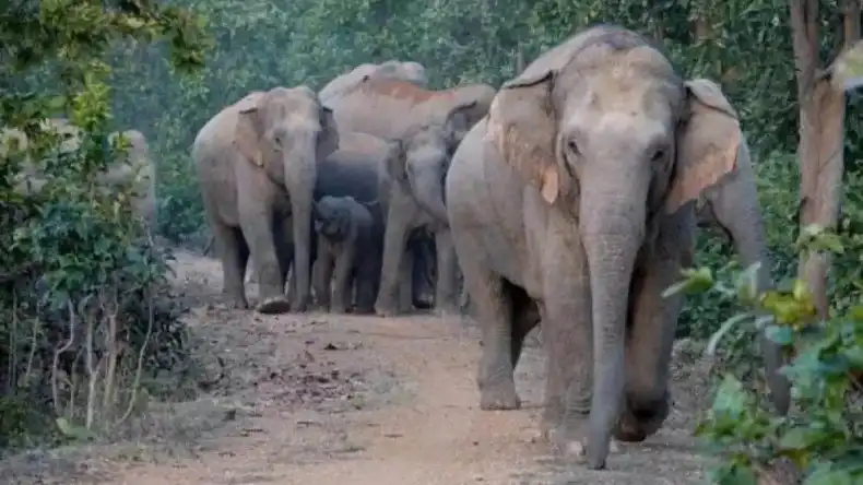 केरल के वायनाड में जंगली हाथियों का कहर, हमले में युवक की दर्दनाक मौत, लोगों में दहशत का माहौल