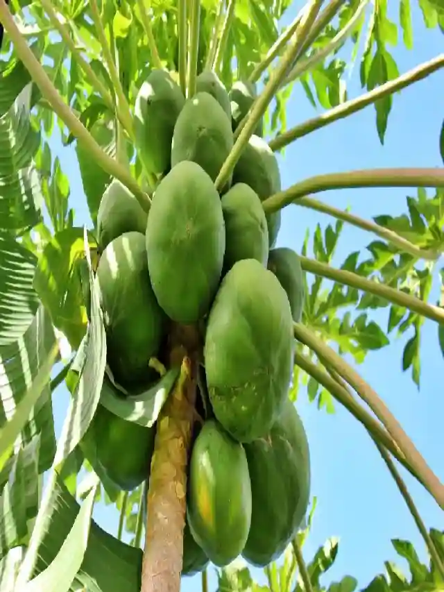 इन लोगों के लिए बेहद फायदेमंद होता है कच्चा पपीता